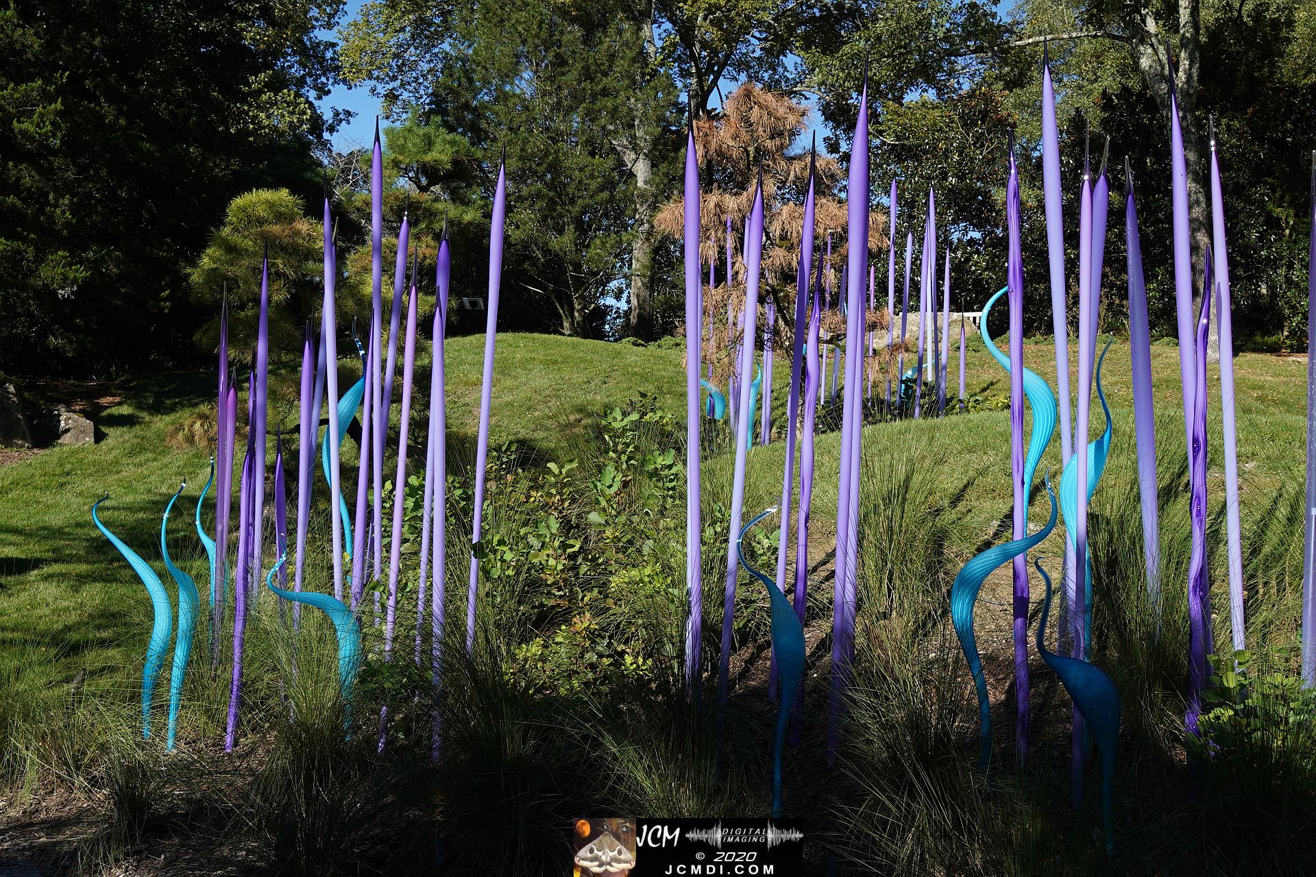 20200930 CheekWood Chihuly - Blue and violet reeds